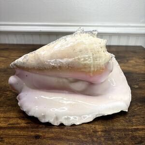 Natural Queen Horned Conch Shell 8.5" GORGEOUS COLORS Peach Glossy Pink Inside